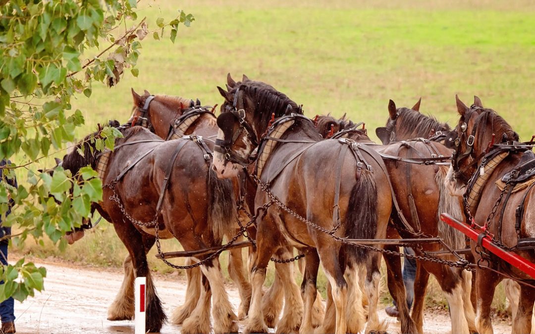 World-Famous Budweiser Clydesdales Visit Ocala, Florida – Clydesdales Will Appear in Ocala for Parade of Nations
